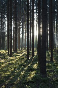 The primeval forest with mossed ground