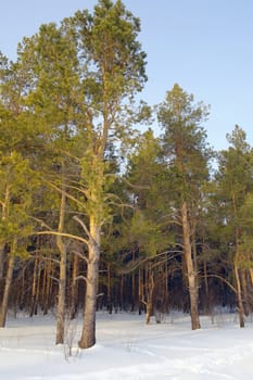 Evening winter landscape in the forest