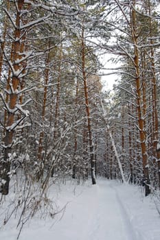 Winter landscape in forest with pines after snowfall