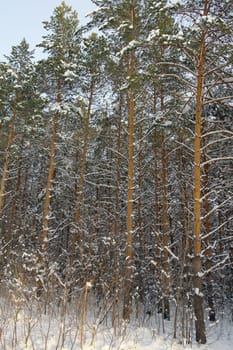 Winter landscape in forest with pines after snowfall