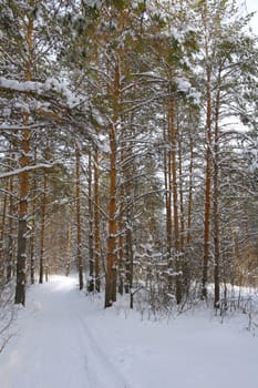 Winter landscape in forest with pines after snowfall