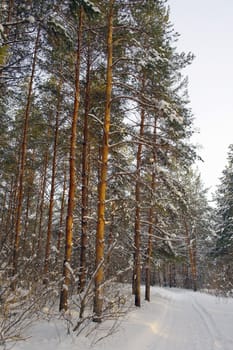 Winter landscape in forest with pines