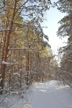 Winter landscape in forest with pine after snowfall