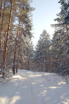 Winter landscape in forest with pines after snowfall