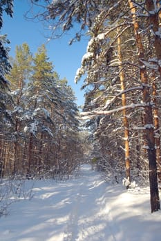 Winter landscape in forest with pines after snowfall