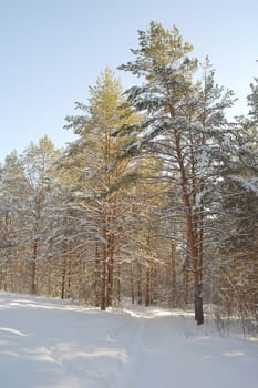 Winter landscape in forest with pines after snowfall