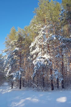 Winter landscape in forest with pines after snowfall