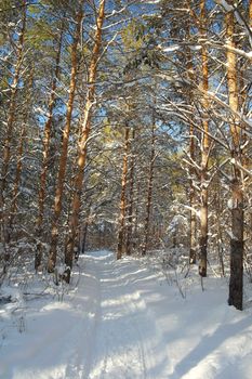 Winter landscape in forest with pines after snowfall