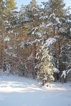 Winter landscape in forest with pines after snowfall