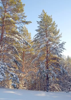 Winter landscape in forest with pines