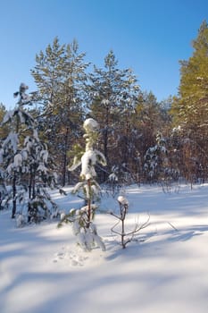 Winter landscape in forest with pines