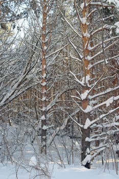 Winter landscape in forest with pines after snowfall