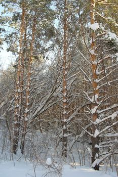 Winter landscape in forest with pines after snowfall