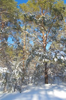 Winter landscape in forest with pines after snowfall