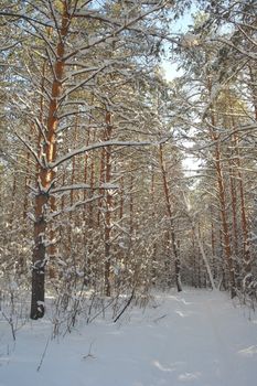 Winter landscape in forest with pines after snowfall