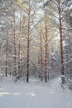 Winter landscape in forest with pines after snowfall