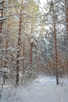 Winter landscape in forest with pines after snowfall