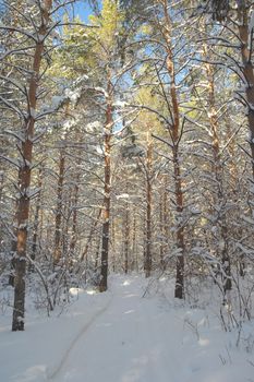 Winter landscape in forest with pines after snowfall