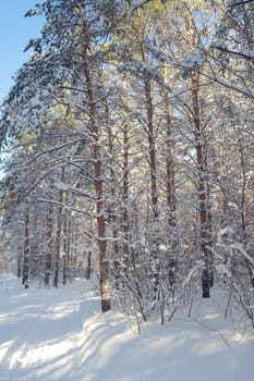 Winter landscape in forest with pines after snowfall