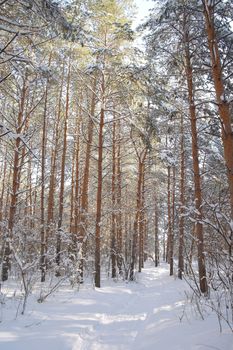 Winter landscape in forest with pines after snowfall