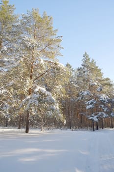 Winter landscape in forest with pines