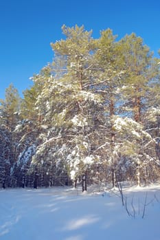 Winter landscape in forest with pines