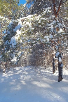 Winter landscape in forest with pines