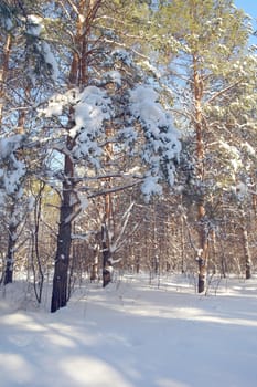 Winter landscape in forest with pines