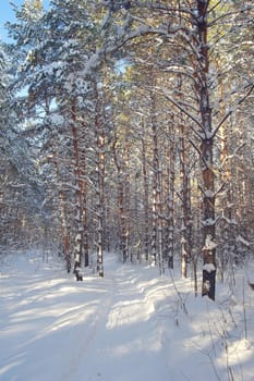 Winter landscape in forest with pines