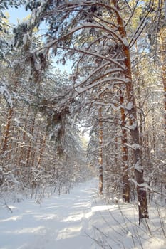 Winter landscape in forest with pines