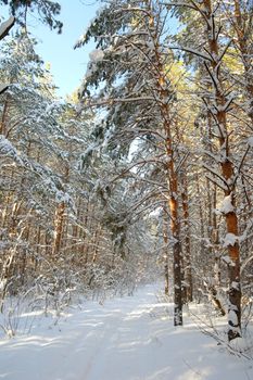 Winter landscape in forest with pines