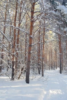 Winter landscape in forest with pines