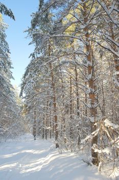 Winter landscape in forest with pines