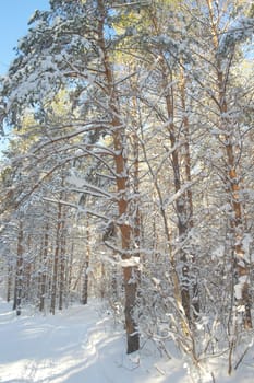 Winter landscape in forest with pines