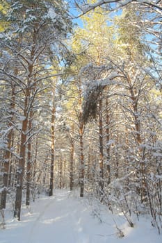 Winter landscape in forest with pines