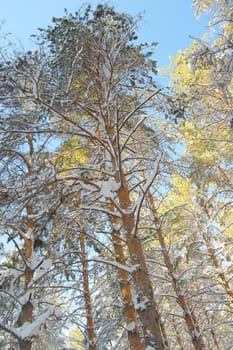 Winter landscape in forest with pines after snowfall