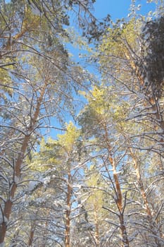 Winter landscape in forest with pines