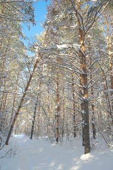 Winter landscape in forest with pines