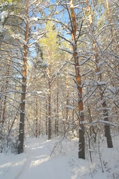 Winter landscape in forest with pines