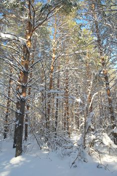 Winter landscape in forest with pines