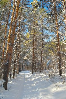 Winter landscape in forest with pines