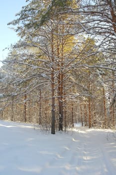 Winter landscape in forest with pines