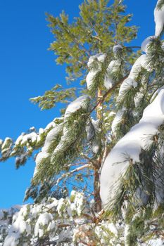 Branch of pine after snowfall