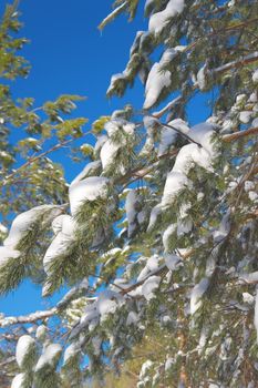 Branch of pine after snowfall