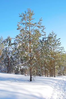 Winter landscape in forest with pines