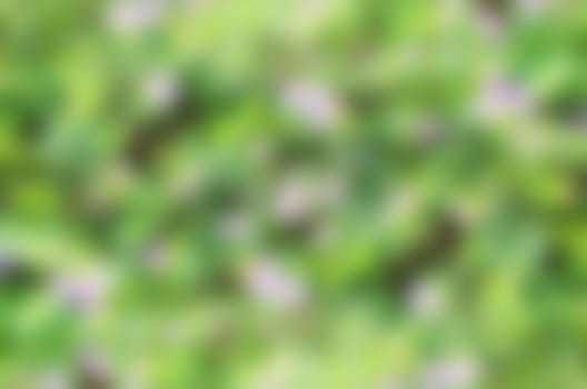blur natural green background and backdrop