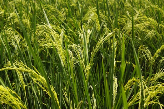 Close up rice plant in a filed.