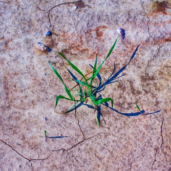 Grass growing up on arid square of dirt, hdr image