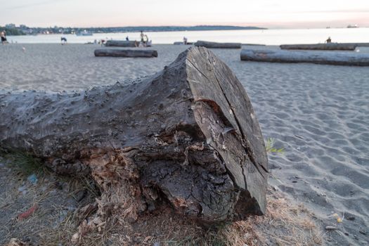 Logs At The Beach On English Bay In Vancouver