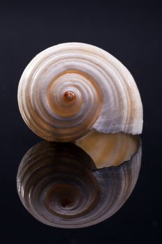 single seashell isolated on black background with reflection